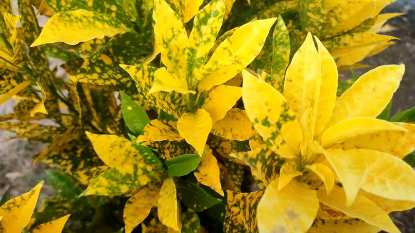 Codiaeum variegatum plant with beautiful yellow leaves