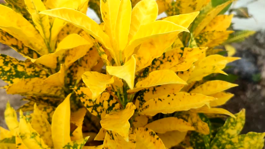 Codiaeum variegatum plant with beautiful yellow leaves