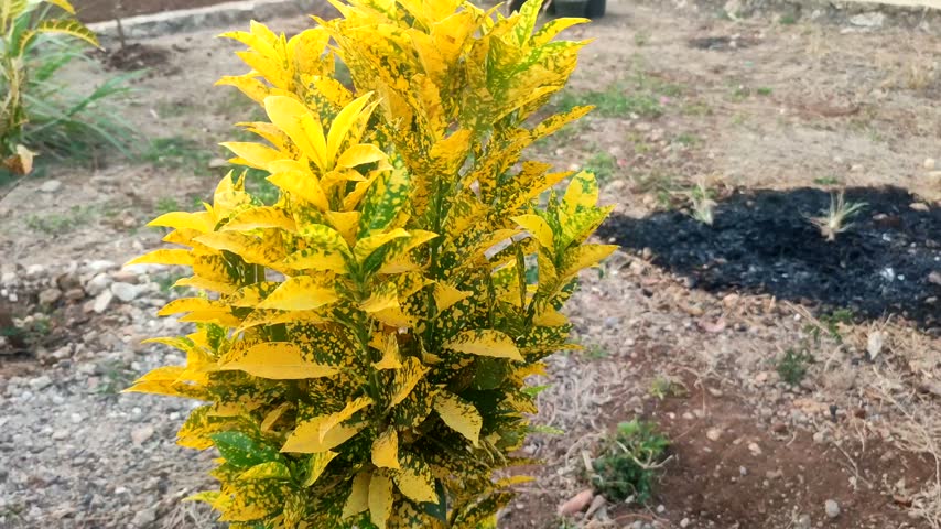 Codiaeum variegatum plant with beautiful yellow leaves