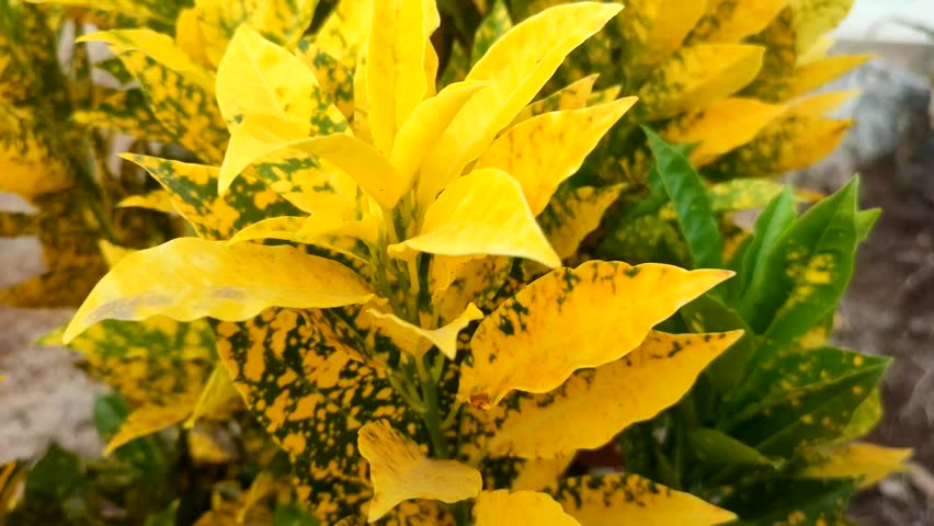 Codiaeum variegatum plant with beautiful yellow leaves