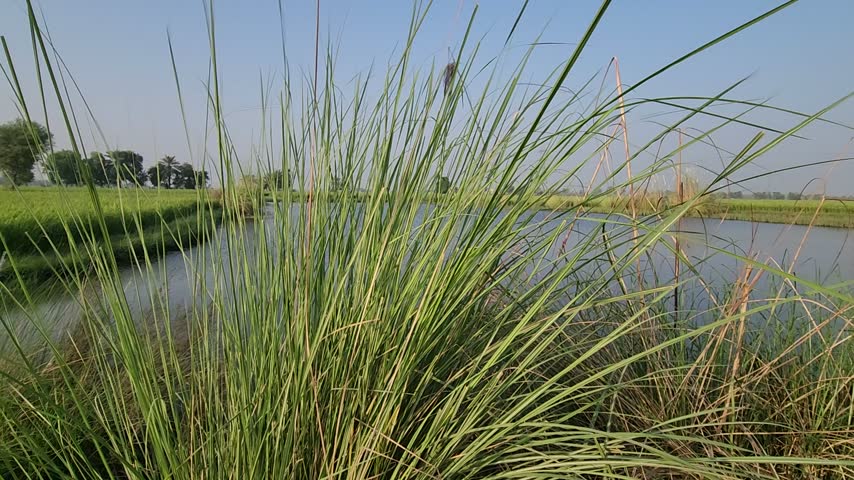 Close Up Green Tall Grass Reeds Lakeside Water Shore Wild Botanical Flora Fresh Meadow Nature Outdoor Photography Stock Photo Image   