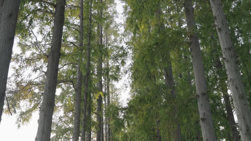 DONGTAI, CHINA - OCTOBER 14, 2026: Rows of whitewashed trees beside a park road, with vehicles and Chinese flags visible behind the trunks at Huanghai Forest Park in Dongtai, Jiangsu, China.