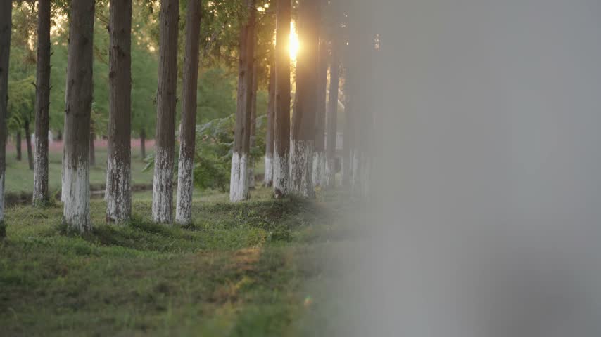Warm afternoon sun appears between evenly spaced tree trunks, with grass and foliage in the foreground at Huanghai Forest Park in Dongtai, Jiangsu, China.