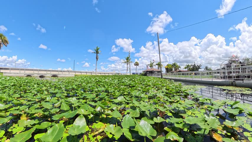 Wetland scenery shows aquatic plants covering the water surface in Everglades City Florida.