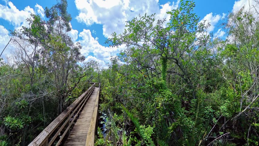 Wooden boardwalk extending between leafy trees through the mangrove forest in Everglades City Florida.