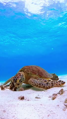 
This is an underwater photo of a green sea turtle feeding on the white sandy bottom. The turtle is in the lower middle, its head bowed down biting a small piece of coral rock or seaweed. Its shell is brown with a hexagonal pattern, and its flippers are wide with a honeycomb-like pattern. The seawater is clear, bright blue, and the water surface looks wavy on top. The sand is clean white with some small pieces of coral rubble. The atmosphere is calm underwater.