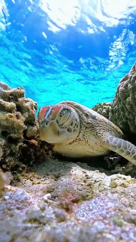 *Description:*
This is a close-up underwater photo of a green sea turtle resting on the sandy ocean floor between two large corals. Its head is large with a brown, orange, and black pattern on top. Its body is flanked by coral reefs on the left and right. The water is very clear with a turquoise blue color, and sunlight can be seen penetrating from the water surface above. The atmosphere is calm and peaceful.