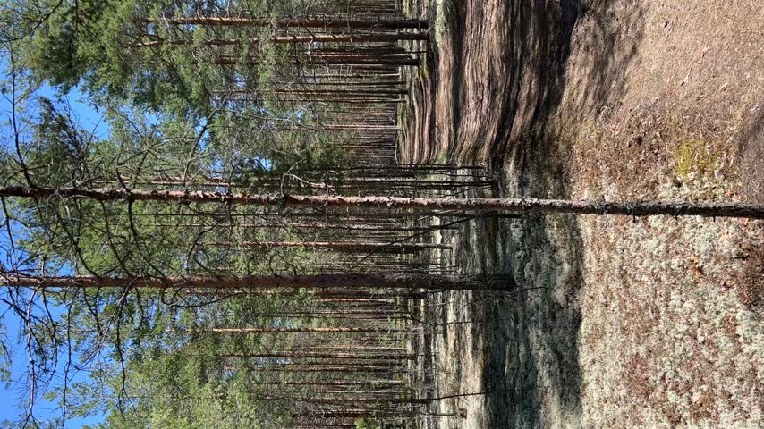 Tall pine trees in a sunlit coniferous forest with dry needles and moss on the ground under a clear blue sky.