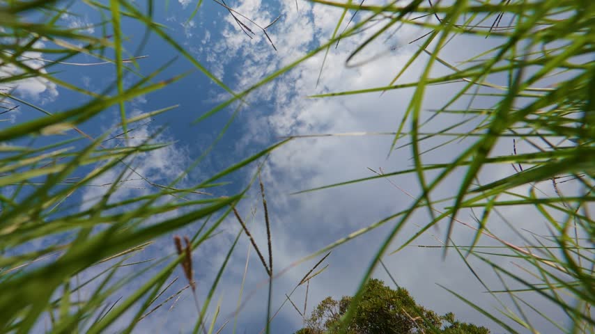 Looking Up at the Sky from Among the Grass