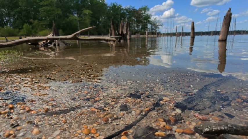 A body of water with tree stumps protruding above the water surface.
