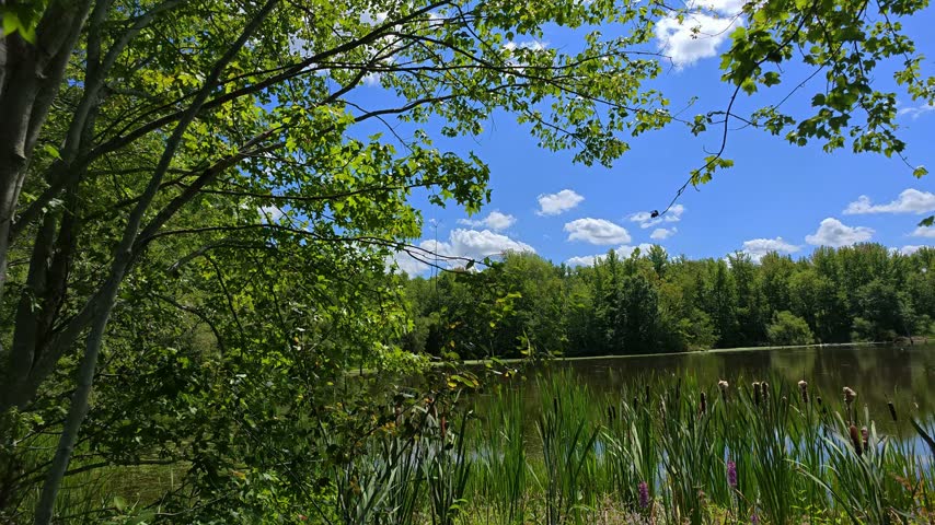 Summer landscape featuring a lake surrounded by dense green vegetation.
