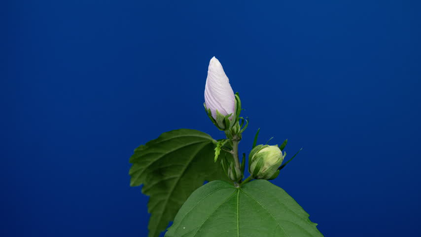 Time Lapse Footage of White Syrian Hibiscus Syriacus Flower Growing Blossom from Bud to Full Blossom on a Blue Background. Copy Space
