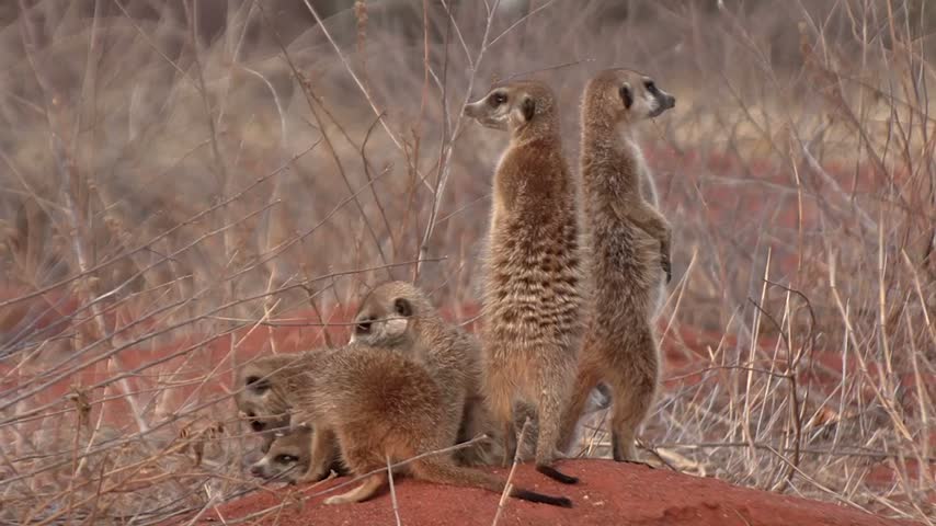 A small family of meerkats, some standing upright as sentinels and others resting, gathered on a red dirt mound in their natural habitat.