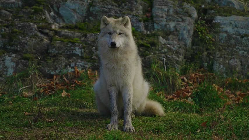 A beautiful white wolf with thick fur sitting attentively on the grass in front of a rugged, mossy rock formation in the wilderness.