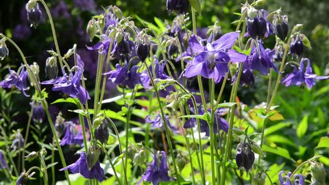 purple columbine flower in garden