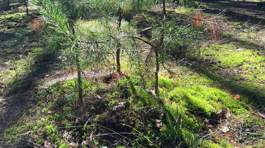 Three young small pines growing in a rare pine forest against the old trees, view while moving up at sunny autumn morning backlit
