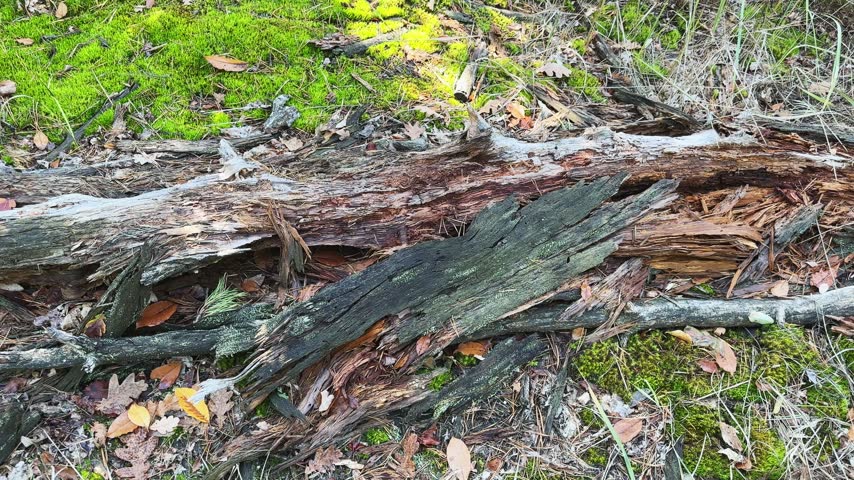 Rotting decaying log of a fallen tree in an autumn forest among the green moss and fallen leaves, top view while panning at sunny morning
