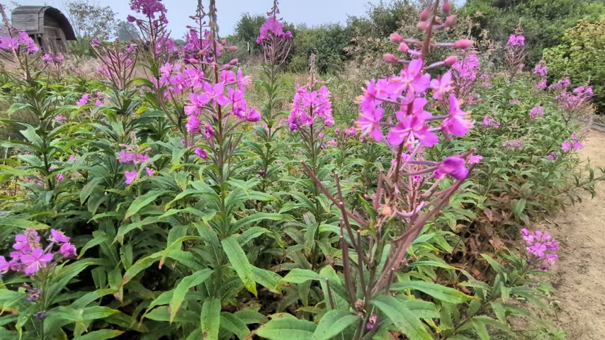Vibrant pink fireweed flower spikes blooming along a gravel path on a overcast day.