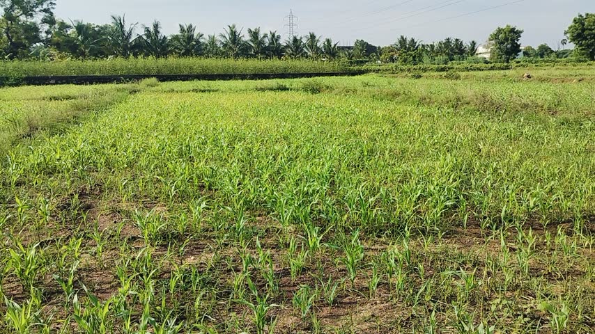 Country corn field with nearby other fields 
