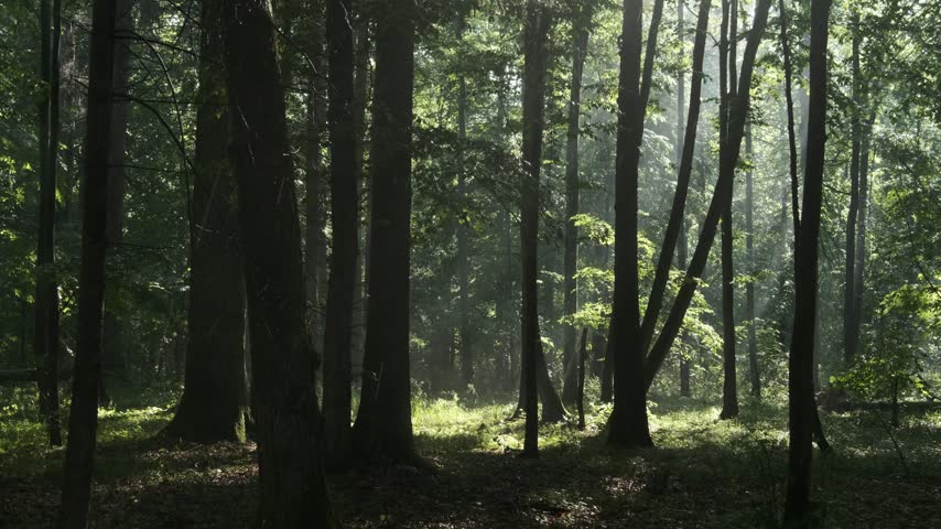 Sunlight beams through the trees in a lush, deciduous forest. A magical and peaceful scene in the woods with morning mist and sun rays