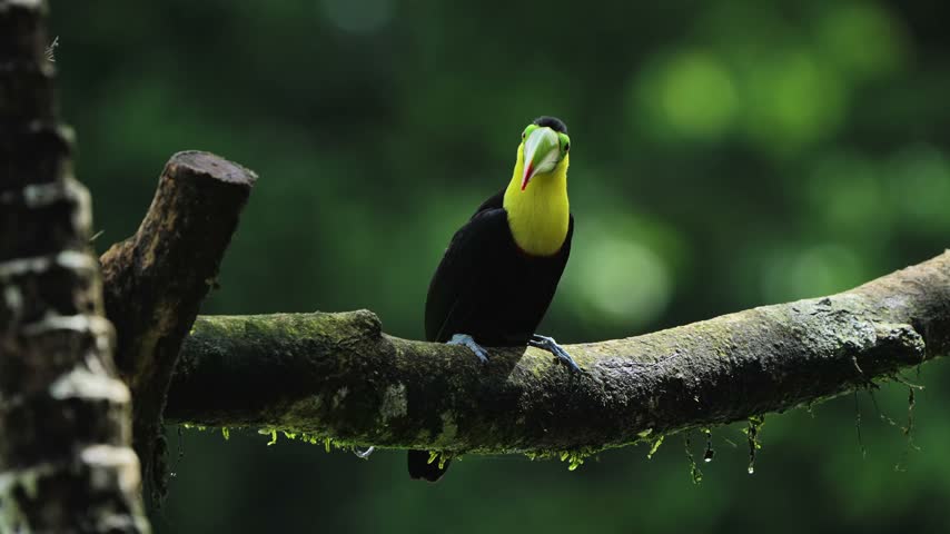 Keel-billed Toucan (Ramphastos sulfuratus) Turning Its Head in Costa Rica, 4K Slow Motion