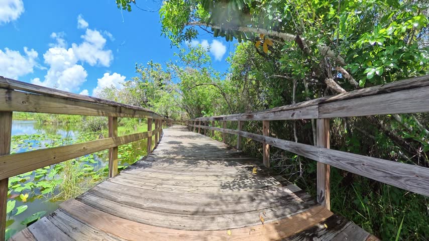 Wooden boardwalk bordering water and trees amid wetland vegetation in Everglades City Florida.