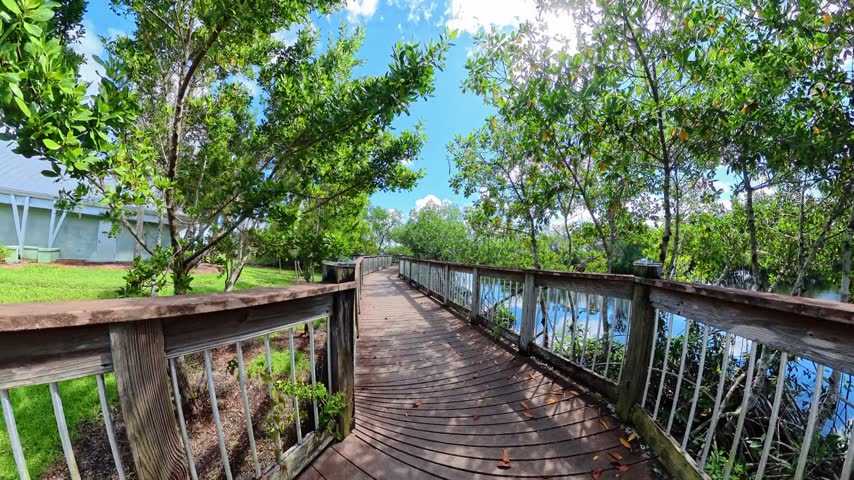 wooden viewing walkway overlooks pond reflections beside vegetation in Everglades City.