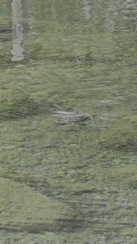 High angle vertical shot of a small freshwater turtle swimming gracefully in clear shallow pond water over green mossy rocks.