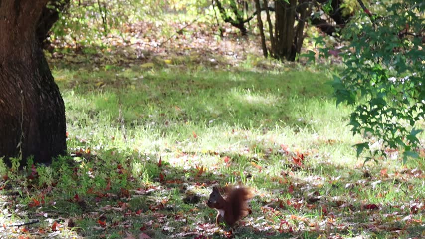 A bushy-tailed squirrel pauses upright, then scurries across dappled grass beneath leafy branches, surrounded by colorful fallen leaves