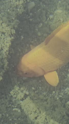 ertical close up shot of a large golden yellow koi fish foraging and feeding along the mossy stony bottom of a clear shallow pond.