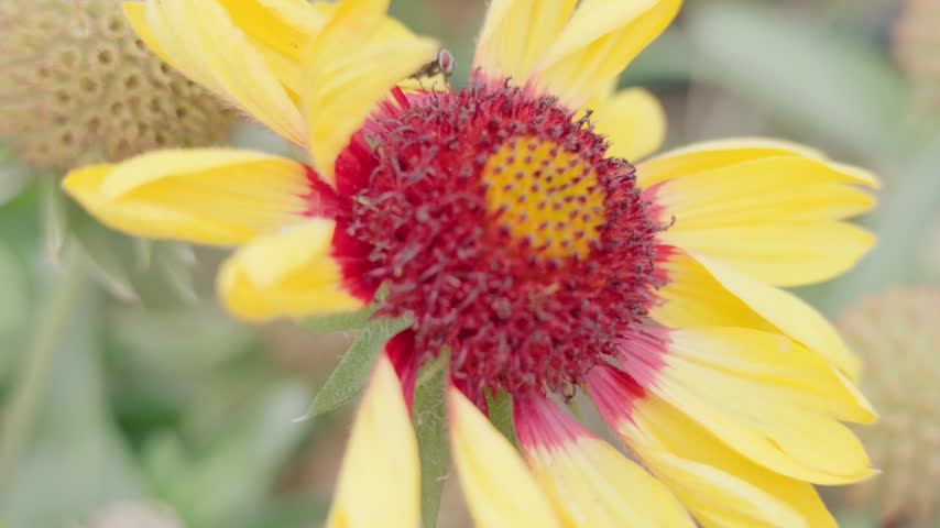 Macro shot of a yellow and red flower blooming outdoors