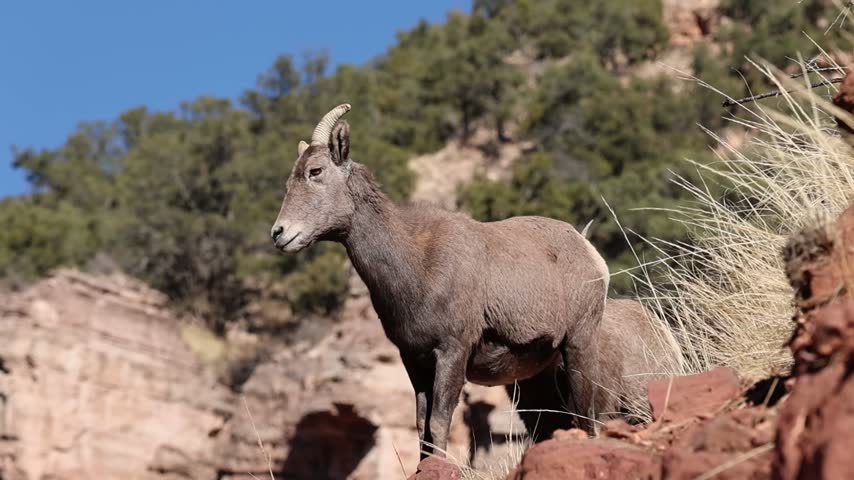 Two Bighorn Sheep Ewes Standing on a Rock – Close-Up.