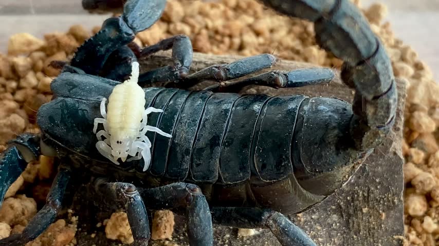 Macro close-up video of a gravid pregnant Asian blue forest scorpion (Javanimetrus cyaneus). The scorpion has a drastically distended abdomen, looking distinctly plump, round, and heavy. The sides of the body (pleural membranes) are stretched out. A newborn scorpling is seen climbing onto the mother