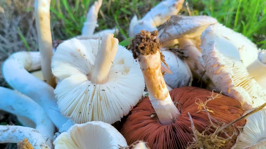 Heap of freshly picked wild white mushrooms resting on grass