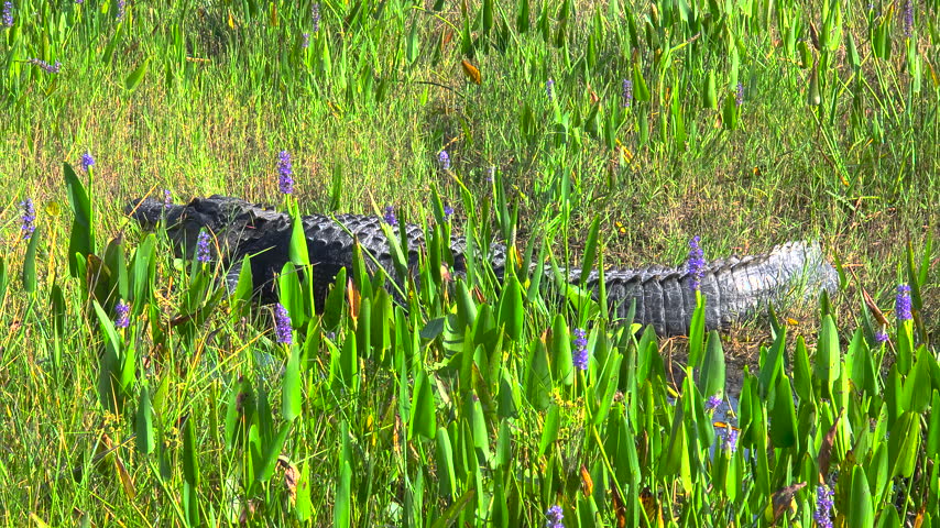 Large alligator basking in the sun near freshwater pond in Florida marshland, natural wildlife habitat.