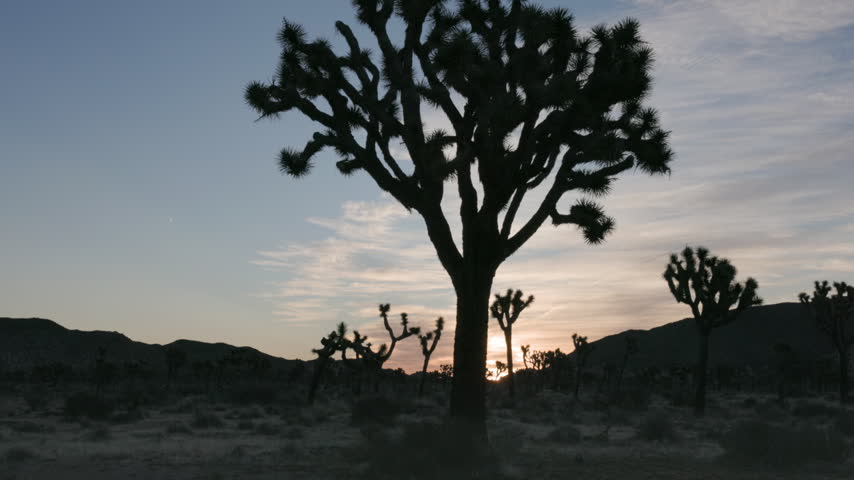 a tilt up clip of a silhouetted joshua tree during sunrise at joshua tree national park in california, usa