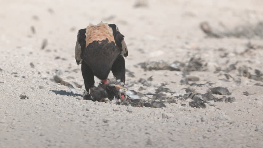 a slow motion clip of a bateleur eagle eating a northern khoraan bird at etosha national park in namibia