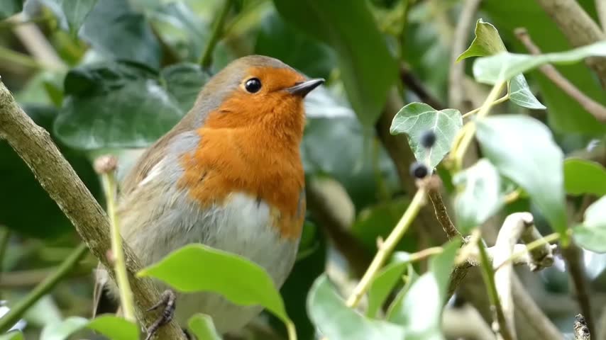 Close up of a wild european robin bird perched on a branch among lush green foliage in its natural habitat