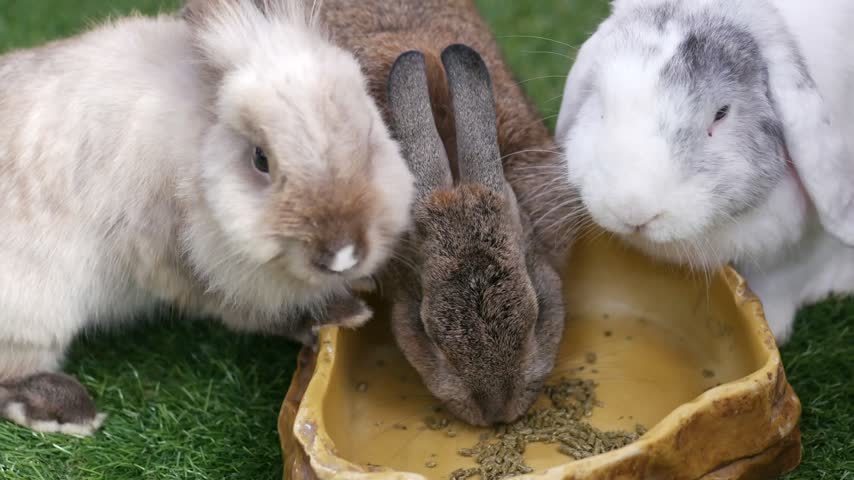 Three adorable bunnies eating their meal together from a bowl on green grass, close up shot with slow motion, capturing their cute munching actions.