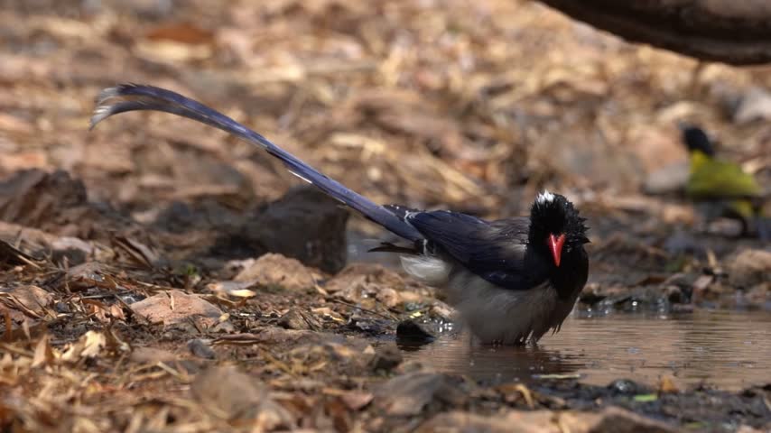 Red-billed Blue Magpie drinking and bathing in a forest puddle while splashing water in slow motion.