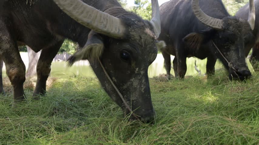 Close up of water buffalo grazing green grass in a field
