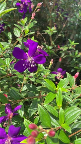 Tibouchina urvilleana Purple flowers blooming. 
