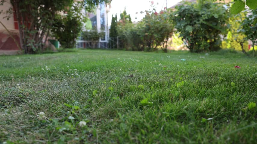 Green grass lawn in backyard of country house