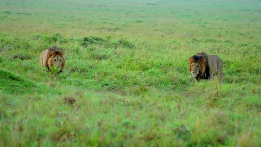 Two male African lions walking toward the camera across misty green grassland, dark maned lions with orange fringed faces moving slowly through soft hazy light