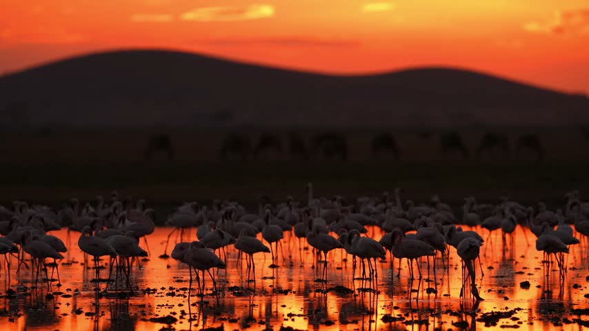 Large flock of flamingos standing in shallow water glowing with orange reflections, silhouetted flamingos before dark hill under fiery golden hour sky