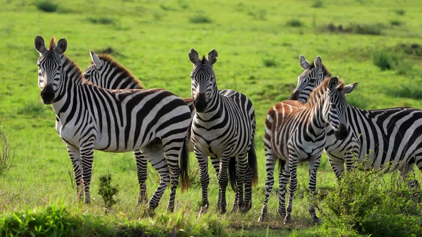 Herd of zebras standing together on bright green grass and looking toward the camera, African zebras with bold black stripes plus one brown foal among them