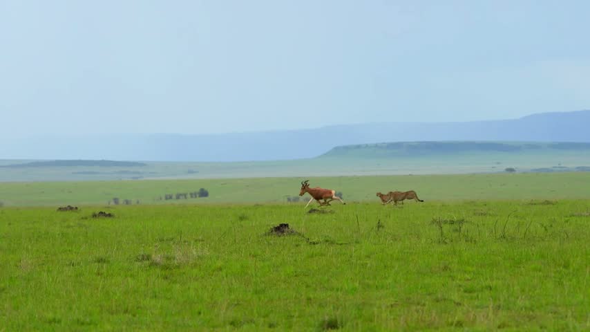Two African cheetahs chasing a reddish brown antelope across a vast green plain, small spotted cheetahs running behind it in a wide shot