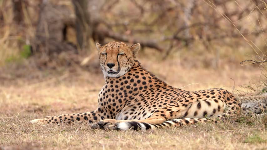 African cheetah lying in dry golden grass with its eyes closed, a resting cheetah with black tear marks and a spotted coat in a calm side view