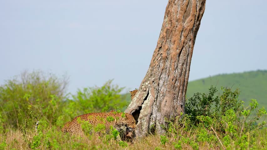 Two African leopards moving through lush green bushes beside large tree trunk, spotted leopards with raised tails under pale gray sky and distant hill