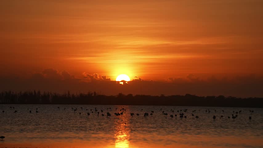 Bright orange sun glowing above calm lake with dark birds scattered across rippling water, wild birds silhouetted against fiery clouds beside distant tree line